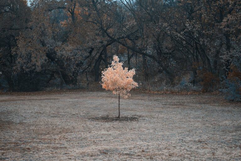 Nitemus - Single tree by Dorrell Tibbs